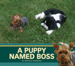A Puppy Named Boss