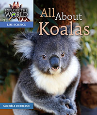 All About Koalas