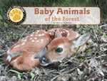 Baby Animals of the Forest
