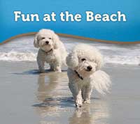 Fun at the Beach