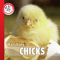 Hatching Chicks