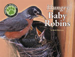 Hungry Baby Robins