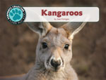 Kangaroos