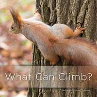 What Can Climb?